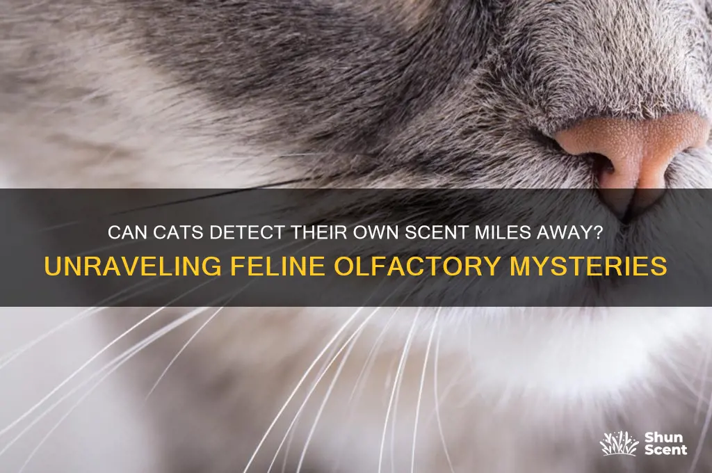 can cats smell their own scent miles away