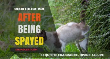 Spayed Cats and Scent Marking: What Owners Need to Know