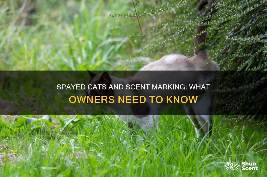 can cats still scent mark after being spayed
