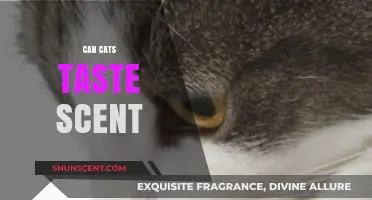 Can Cats Taste Scents? Unraveling Feline Olfactory and Gustatory Mysteries