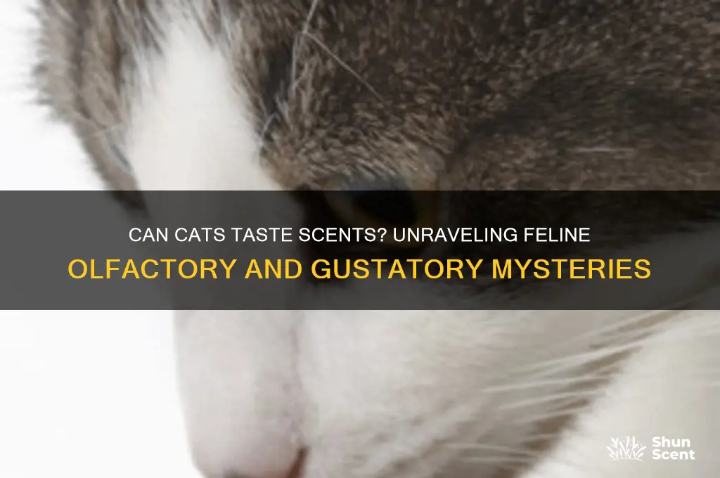 can cats taste scent