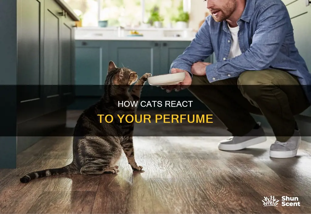can cats tell when people wear perfume
