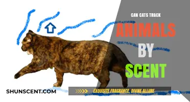 Can Cats Track Animals by Scent? Unlocking Feline Olfactory Secrets