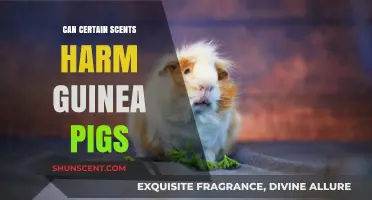 Scents and Sensitivity: Are Certain Smells Harmful to Guinea Pigs?