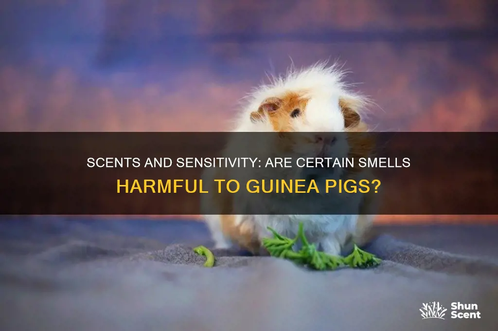 can certain scents harm guinea pigs