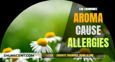 Chamomile Aroma Allergies: What's the Connection?