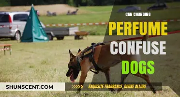 Perfume Switch-ups: How Do Dogs React?
