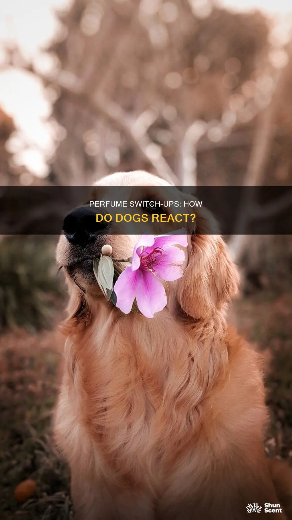 can changing perfume confuse dogs