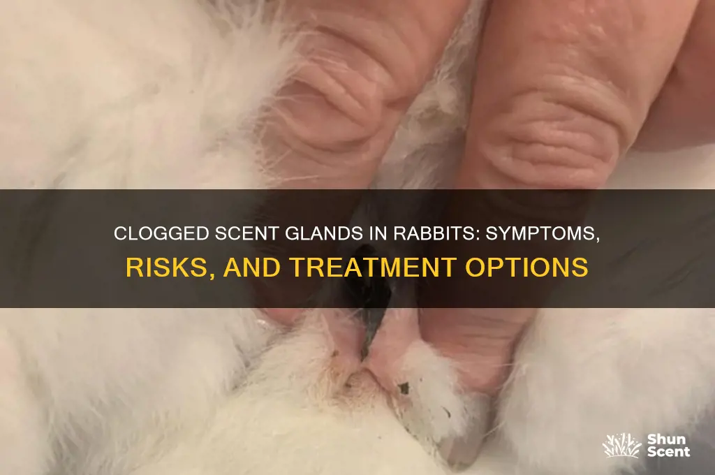 can clogged scent glands in a rabbit make them sick