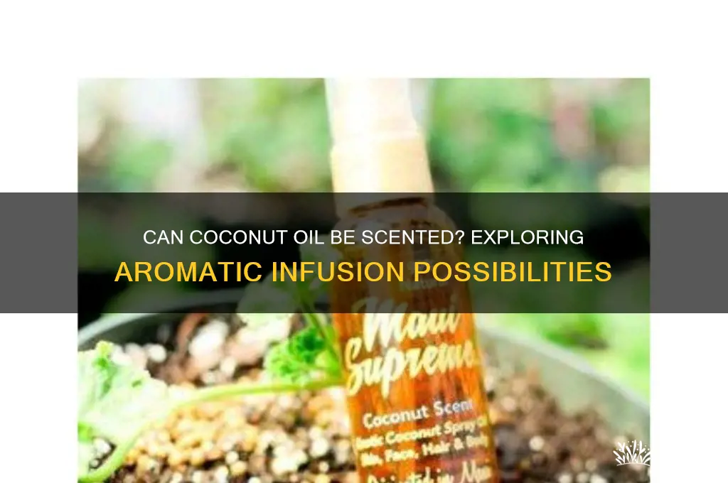 can coconut oil be scented