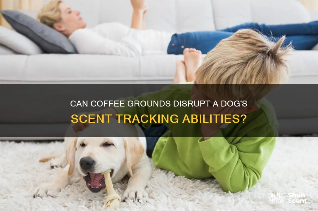 can coffee grounds throw off a dogs scent