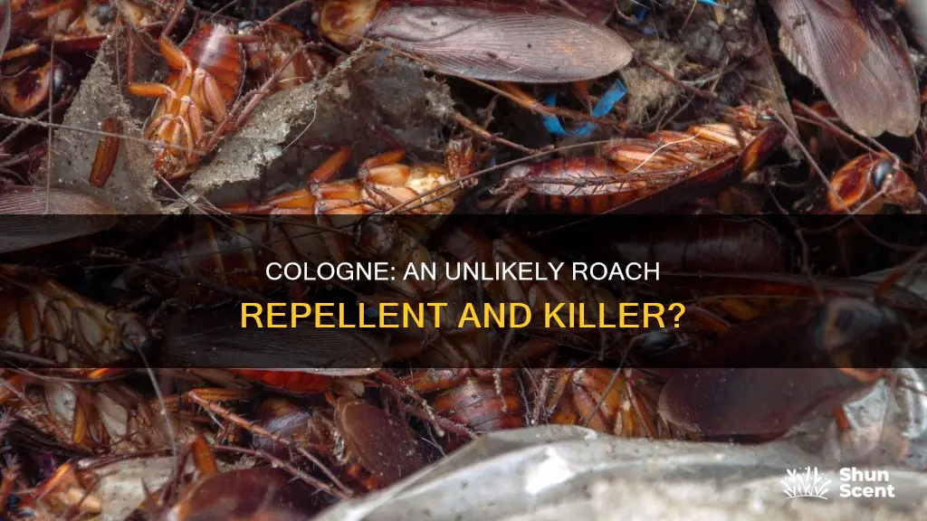 can cologne kill roaches