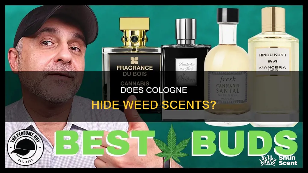 can cologne mask the smell of weed