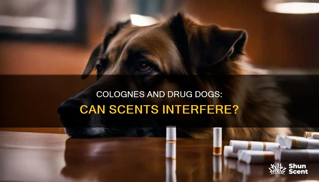 can cologne throw off a drug dog