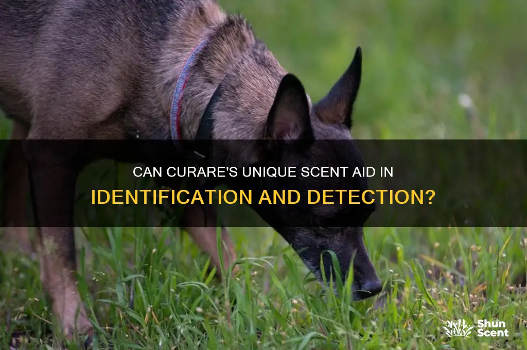 can curare be identified by scent