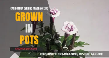 Growing Datura: Fragrant Blooms in Pots