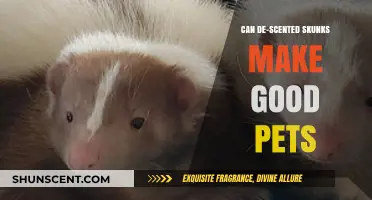 De-Scented Skunks as Pets: Pros, Cons, and Care Tips