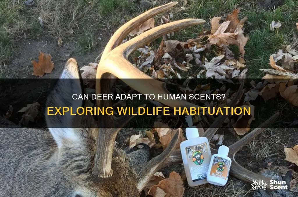 can deer get used to your scent