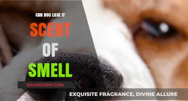 Can Dogs Lose Their Sense of Smell? Causes and Solutions