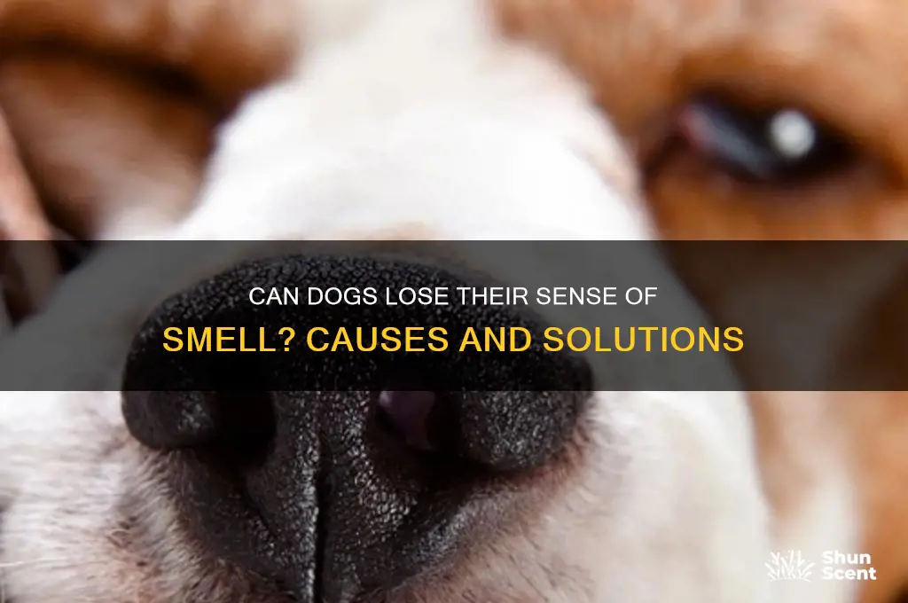 can dog lose it scent of smell