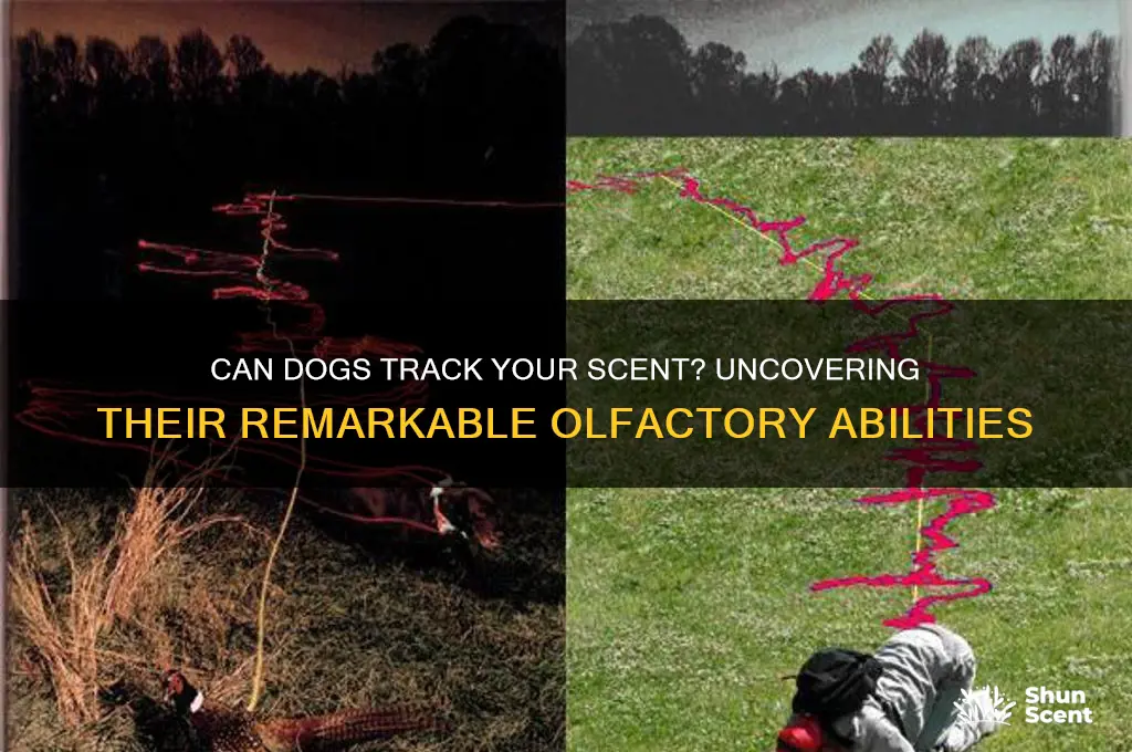 can dog track you by scent