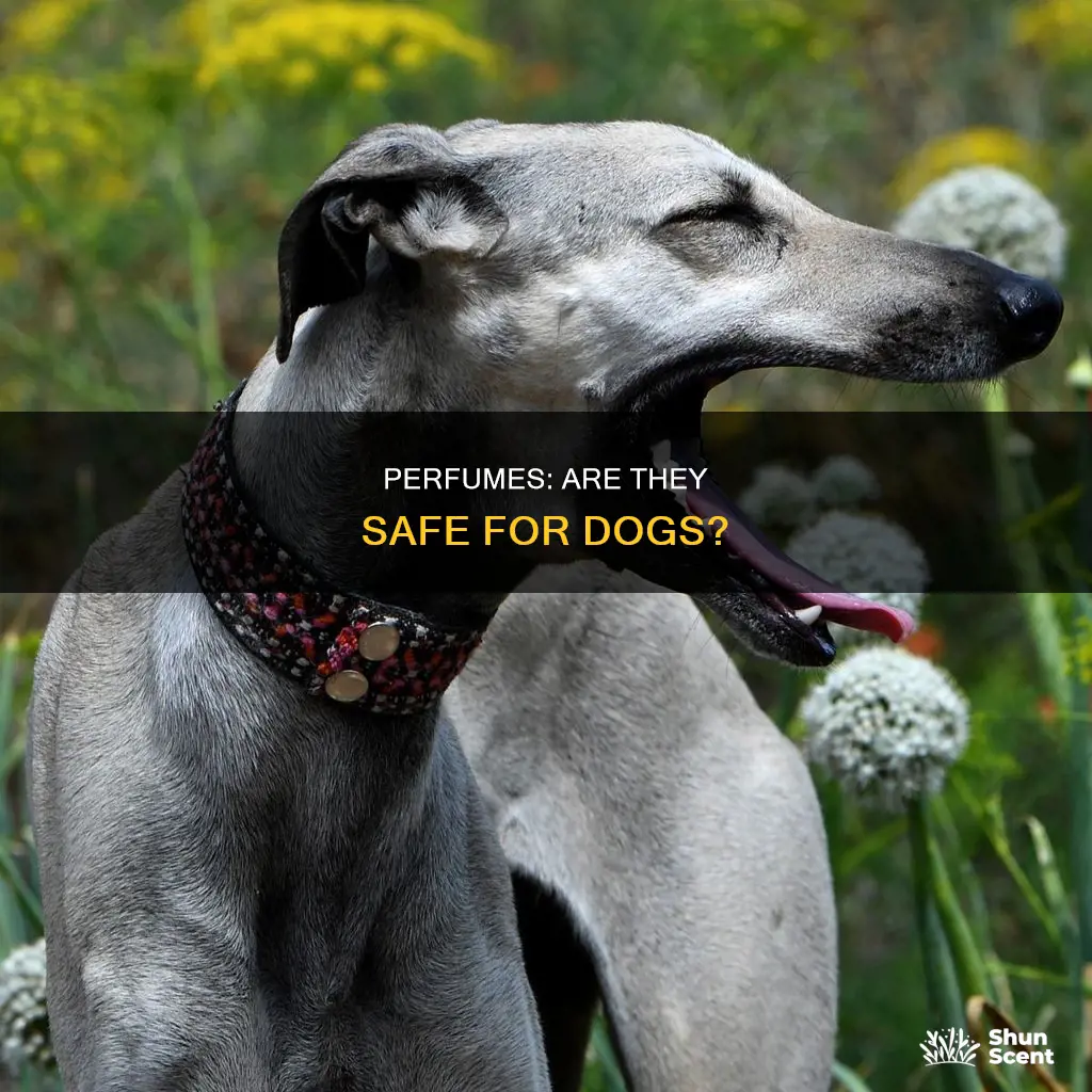 can dogs be allergic to my perfume