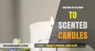 Can Scented Candles Trigger Allergies in Dogs? What to Know