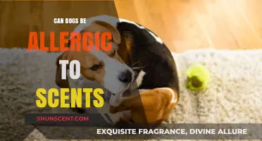 Can Dogs Be Allergic to Scents? Understanding Canine Sensitivities