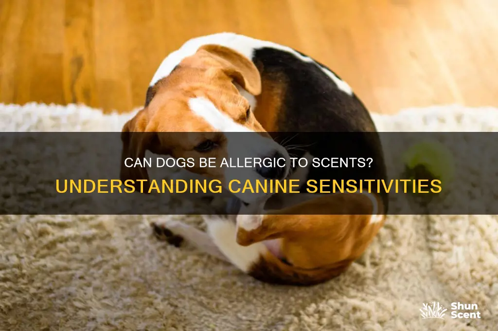 can dogs be allergic to scents