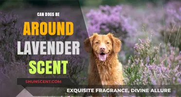 Lavender Scent Safety: Can Dogs Tolerate Its Aroma?
