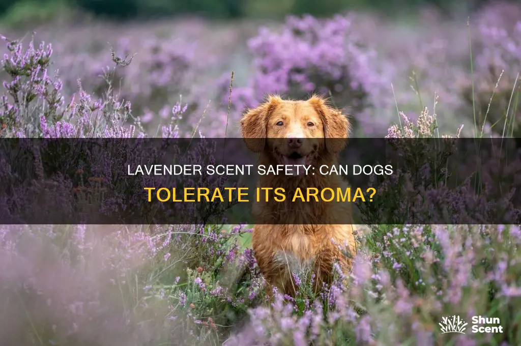 can dogs be around lavender scent