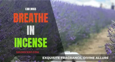 Incense and Canine Breathing: What Dog Owners Should Know