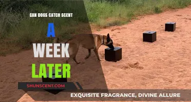 Can Dogs Detect Week-Old Scents? Unraveling Their Remarkable Olfactory Abilities