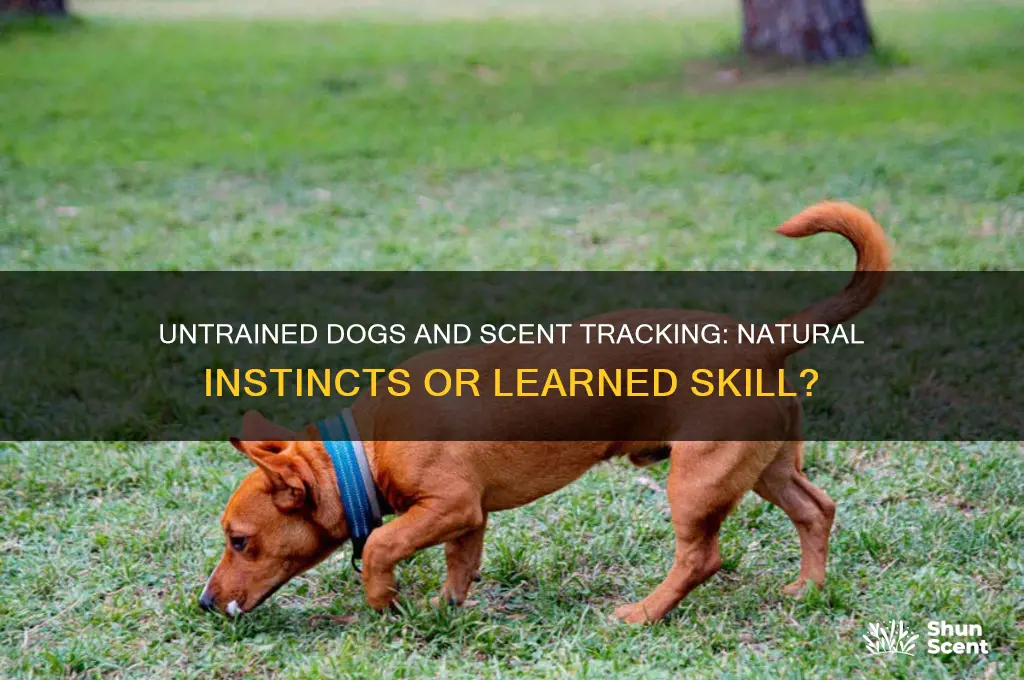 can dogs do scent tracking if they aren