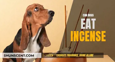 Incense and Dogs: A Toxic Mix?