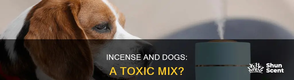 can dogs eat incense