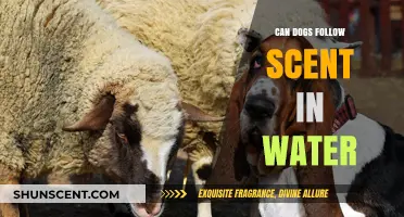 Can Dogs Track Scents Underwater? Exploring Canine Olfactory Abilities in Water