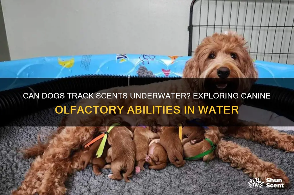 can dogs follow scent in water