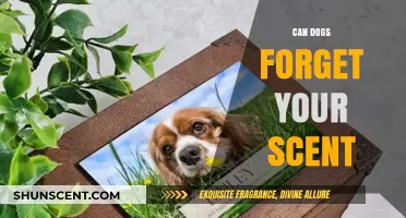 Do Dogs Forget Your Scent? Unraveling Canine Memory and Olfactory Bonds
