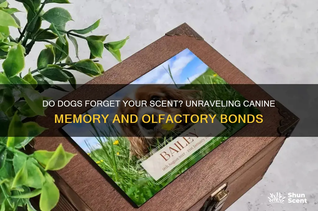 can dogs forget your scent