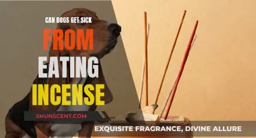 Incense Ingestion: Can It Make Your Dog Sick?