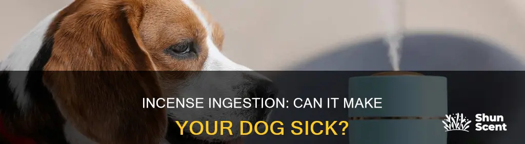 can dogs get sick from eating incense