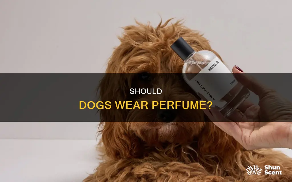 can dogs have perfume on them