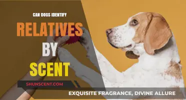 Can Dogs Recognize Family Members Through Their Unique Scents?