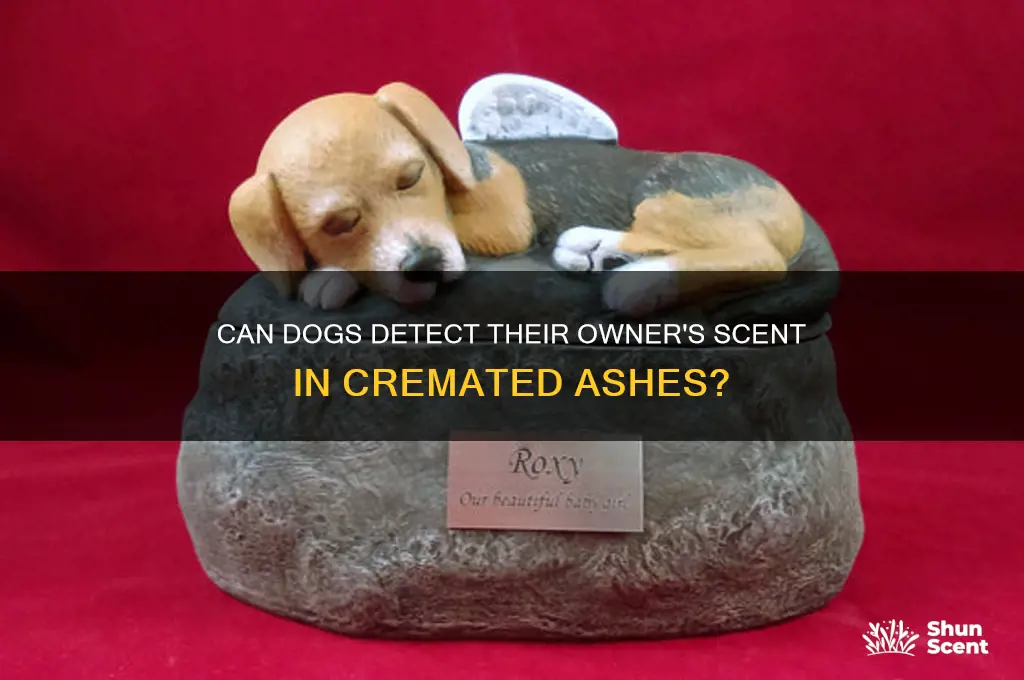 can dogs pick up scent from owners ashes