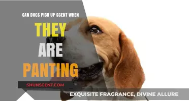Do Panting Dogs Detect Scents? Uncovering Canine Olfactory Abilities