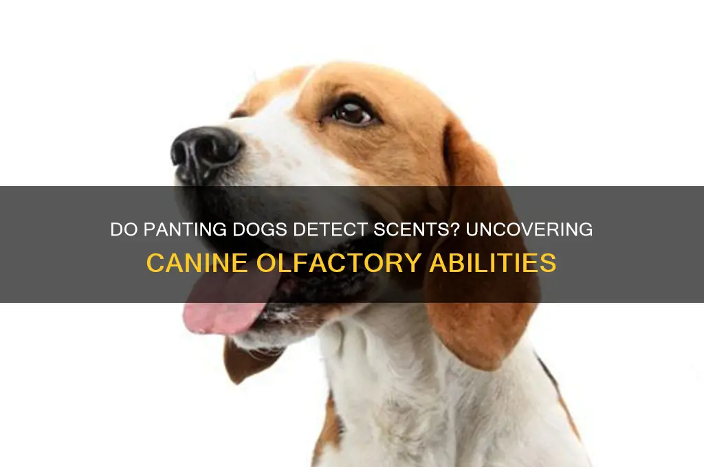 can dogs pick up scent when they are panting