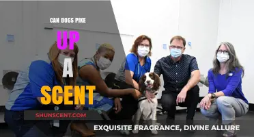 Can Dogs Detect Scents? Unlocking Their Remarkable Olfactory Abilities