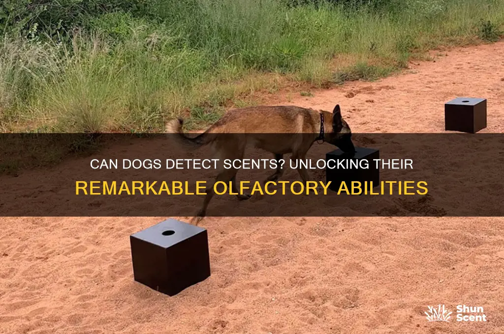 can dogs pike up a scent