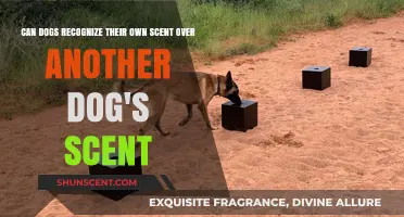 Can Dogs Identify Their Unique Scent Among Other Canines?